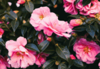 Flores cor de rosa de camélias em meio a folhas verdes.