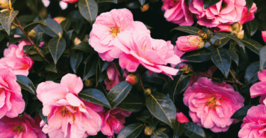 Flores cor de rosa de camélias em meio a folhas verdes.