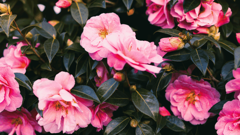 Flores cor de rosa de camélias em meio a folhas verdes.