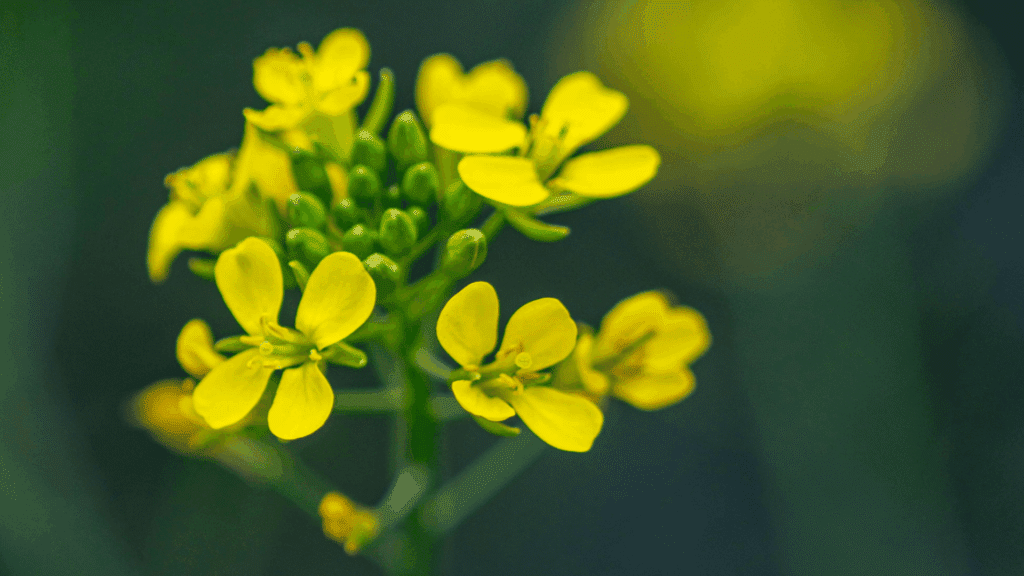 Flores de mostarda amarelas em meio a frutos verdes.