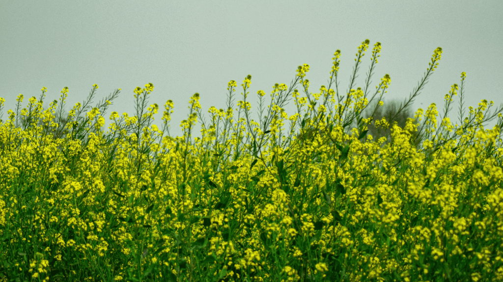 Uma plantação de flores de mostarda amarelas em meio a folhas verdes.