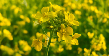Flores de mostarda amarelas em meio a folhas e frutos verdes.