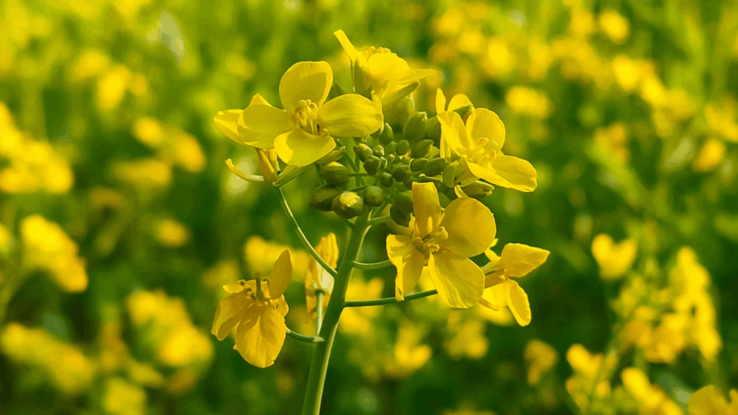 Flores de mostarda amarelas em meio a folhas e frutos verdes.