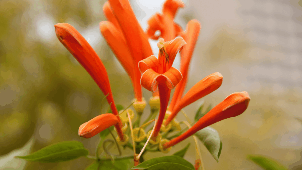 Flores de Cipó de São João na cor laranja em meio a folhas e frutos verdes.