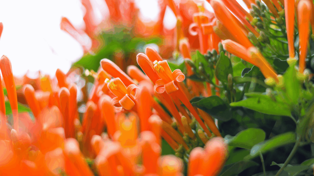 Flores de Cipó de São João na cor laranja em meio a folhas e frutos verdes.