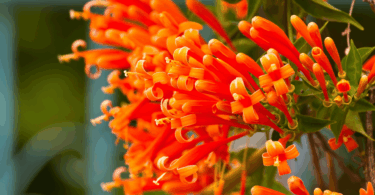 Flores de Cipó de São João na cor laranja em meio a folhas e frutos verdes.