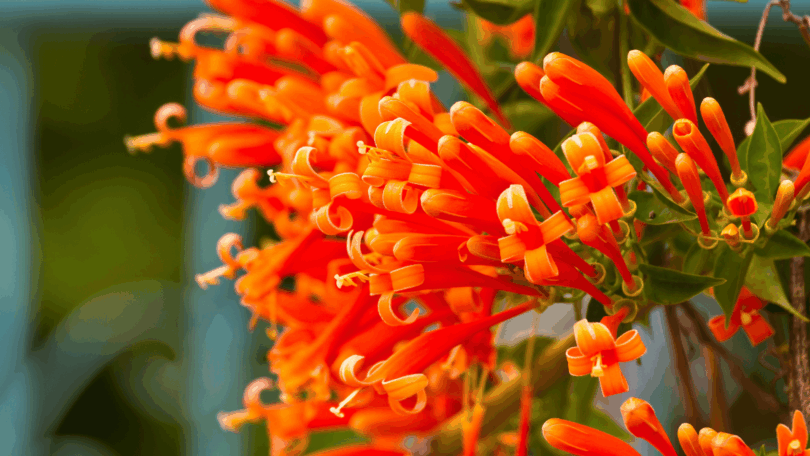 Flores de Cipó de São João na cor laranja em meio a folhas e frutos verdes.