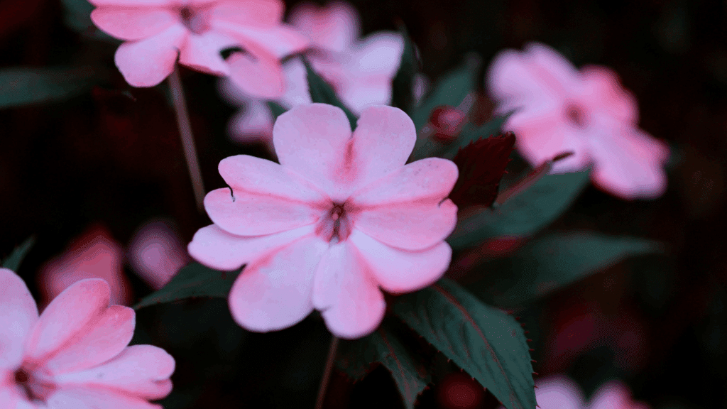 Flores de Maria-sem-vergonha na cor rosa claro em meio a folhas verdes.
