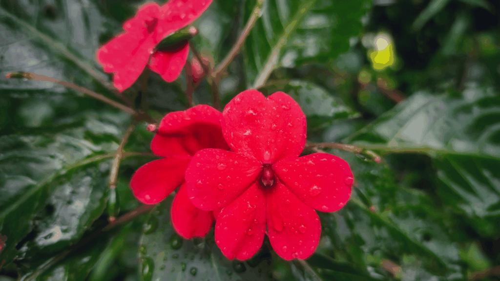 Flores de Maria-sem-vergonha na cor rosa escuro em meio a folhas verdes.