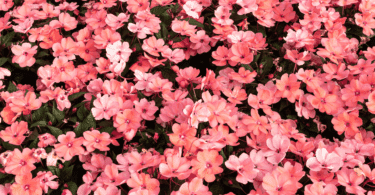 Flores de Maria-sem-vergonha na cor rosa claro em meio a folhas verdes.