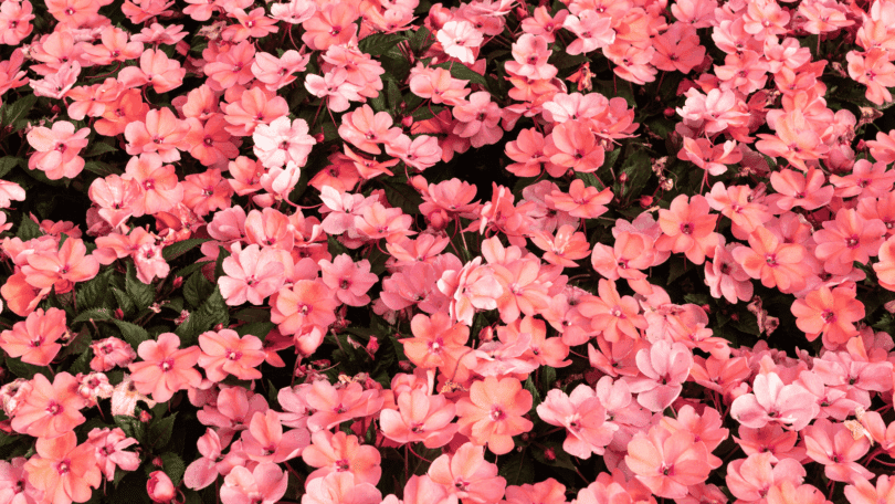 Flores de Maria-sem-vergonha na cor rosa claro em meio a folhas verdes.