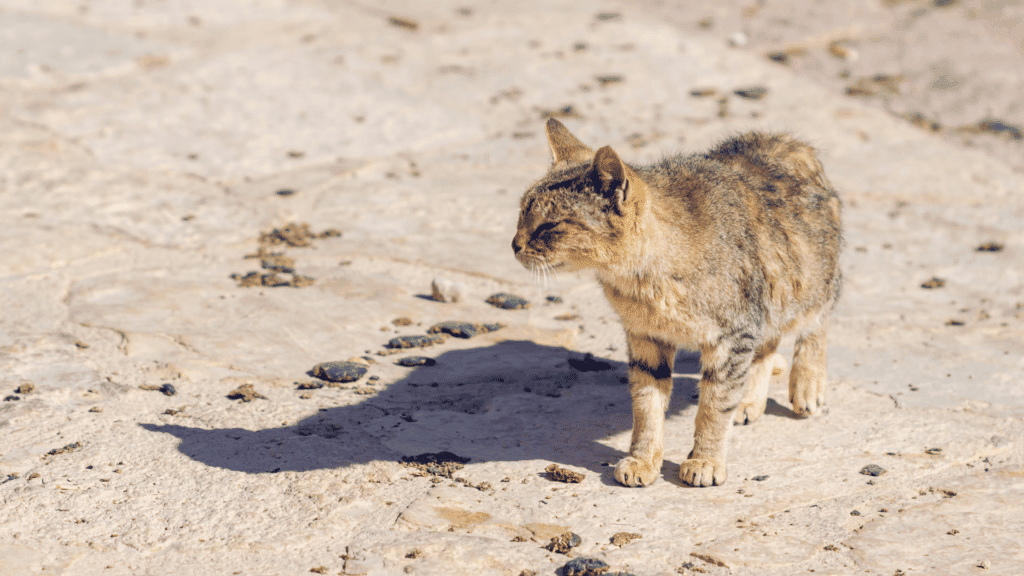 Um gato de pelagem bege com preto está na rua. Ele aparenta estar com fome e sede e não ter muitos cuidados.