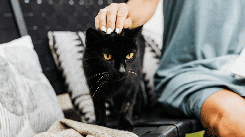 Um gato preto está em cima de um banco no quintal de uma casa. Uma mulher faz carinho na cabeça dele.