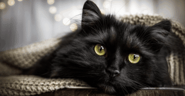 Um gato preto está deitado em um banco na sala de uma casa. Há um cobertor cobrindo-o.