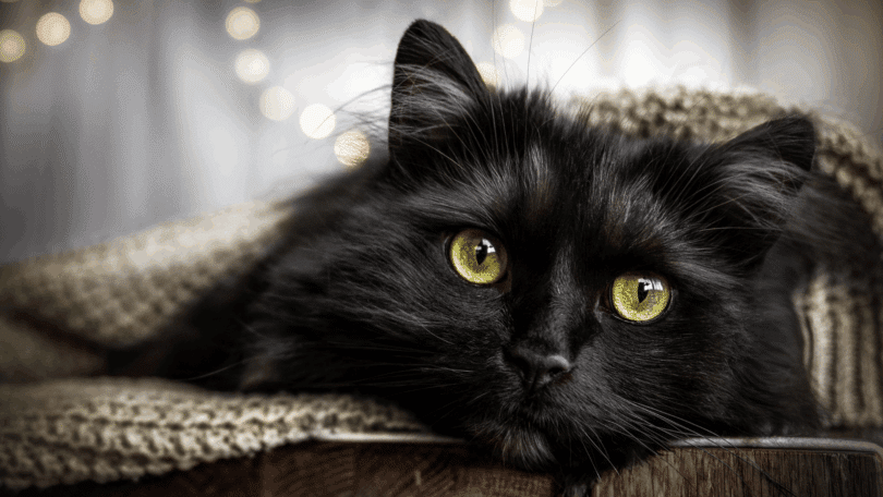 Um gato preto está deitado em um banco na sala de uma casa. Há um cobertor cobrindo-o.