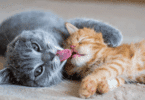 Um gato cinza está lambendo o rosto de um filhote de gato amarelo.