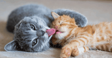 Um gato cinza está lambendo o rosto de um filhote de gato amarelo.