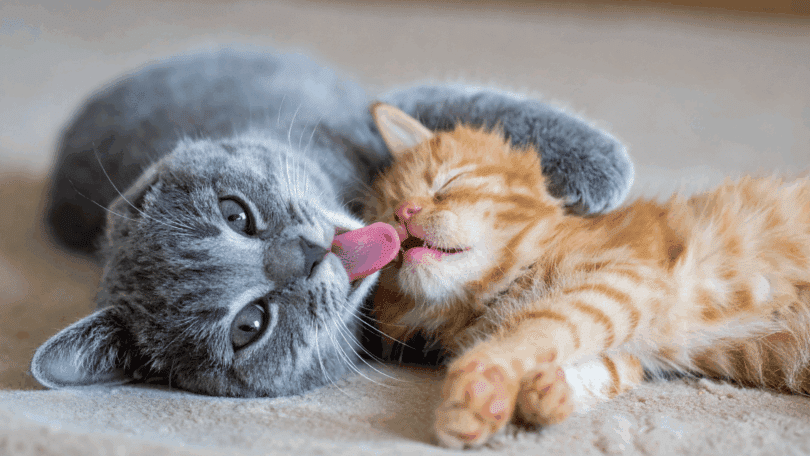 Um gato cinza está lambendo o rosto de um filhote de gato amarelo.