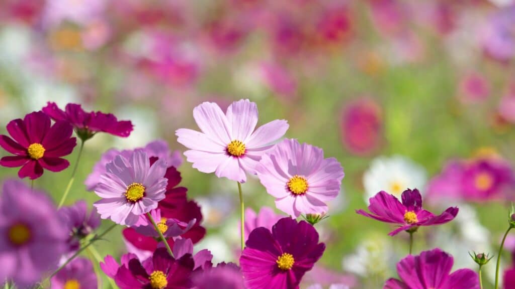 Imagem de flores de Cosmos nas cores rosa claro e rosa escuro.