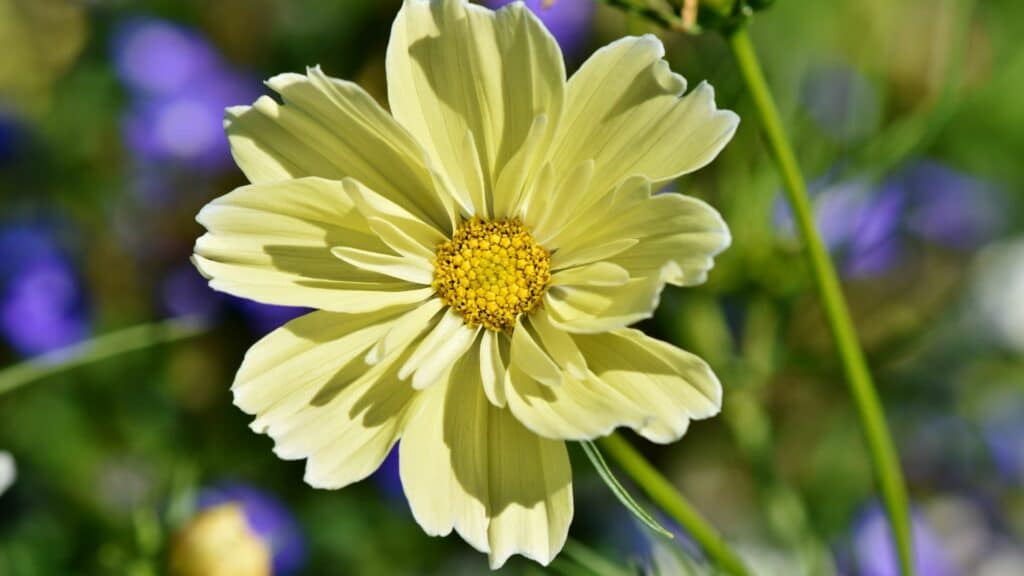 Imagem da flor de Cosmos na cor amarelo claro.