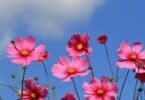 Imagem de várias flores de cosmos na cor rosa.