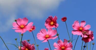 Imagem de várias flores de cosmos na cor rosa.