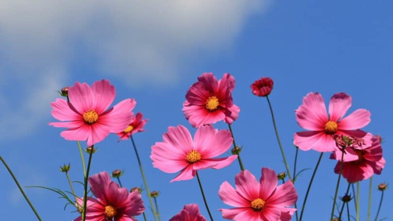 Imagem de várias flores de cosmos na cor rosa.