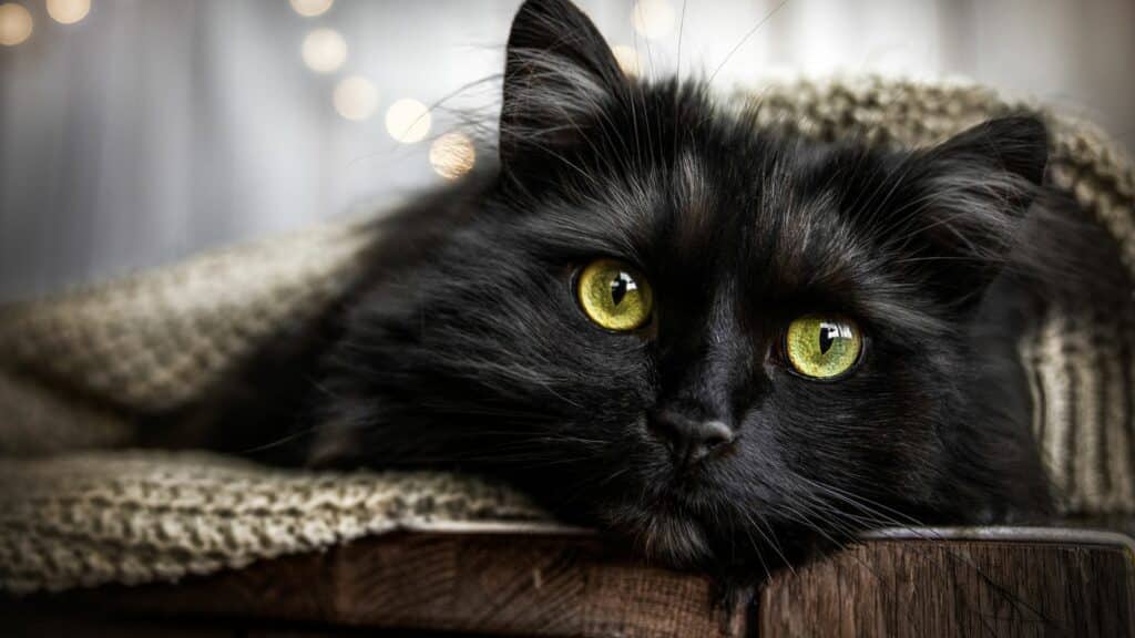 Imagem de um gatinho preto, simbolizando o personagem do filme Flow que conquistou o Oscar 2025 de Melhor Animação.