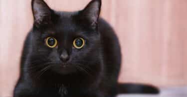 Imagem de um gatinho preto, simbolizando o personagem do filme Flow que conquistou o Oscar 2025 de Melhor Animação.