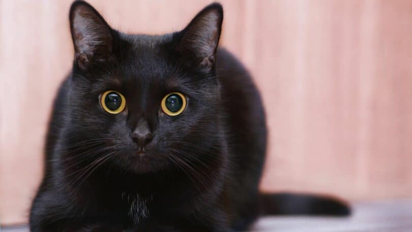 Imagem de um gatinho preto, simbolizando o personagem do filme Flow que conquistou o Oscar 2025 de Melhor Animação.