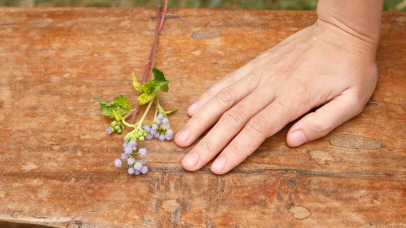 Imagem da mão de uma pessoa sobre um banco de madeira e ao lado um ramo pequeno de flor, simbolizando a ausência de uma pessoa.