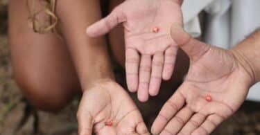 Imagem de três mãos que seguram uma semente cada uma, simbolizando a semente do potencial humano, o crescimento de cada pessoa.