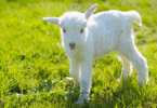 Um cabrito filhote está em destaque na imagem. Ao fundo, há gramas.
