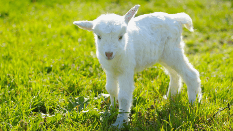 Um cabrito filhote está em destaque na imagem. Ao fundo, há gramas.