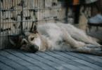 Um cachorro cansado está deitado em uma calçada.