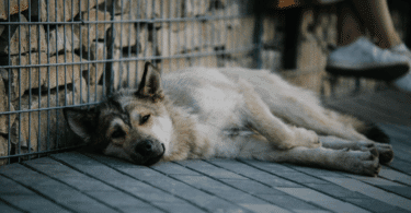 Um cachorro cansado está deitado em uma calçada.