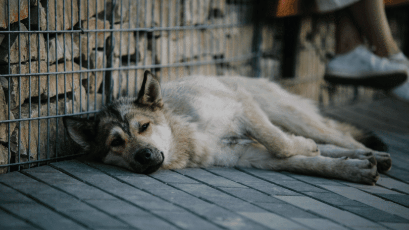 Um cachorro cansado está deitado em uma calçada.