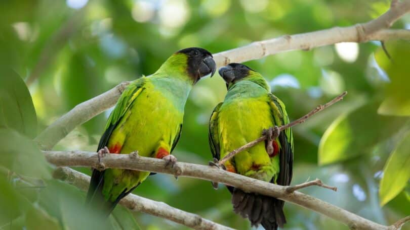 Imagem de dois Periquitos em um galho de árvore trazendo o conceito de identidade e da vida selvagem brasileira.