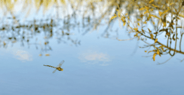 Libélula voando sobre águas tranquilas, cercada por reflexos suaves da vegetação ao entardecer.