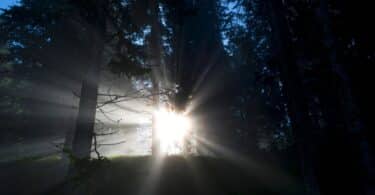 Imagem de um feixe de luz atravessando uma floresta, representando simbolicamente a ligação entre a consciência humana e o divino.