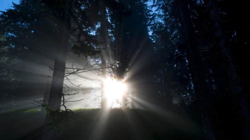 Imagem de um feixe de luz atravessando uma floresta, representando simbolicamente a ligação entre a consciência humana e o divino.