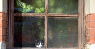 Imagem de uma casa antiga sob a chuva , com uma janela iluminada e a silhueta de um gato observando o exterior.