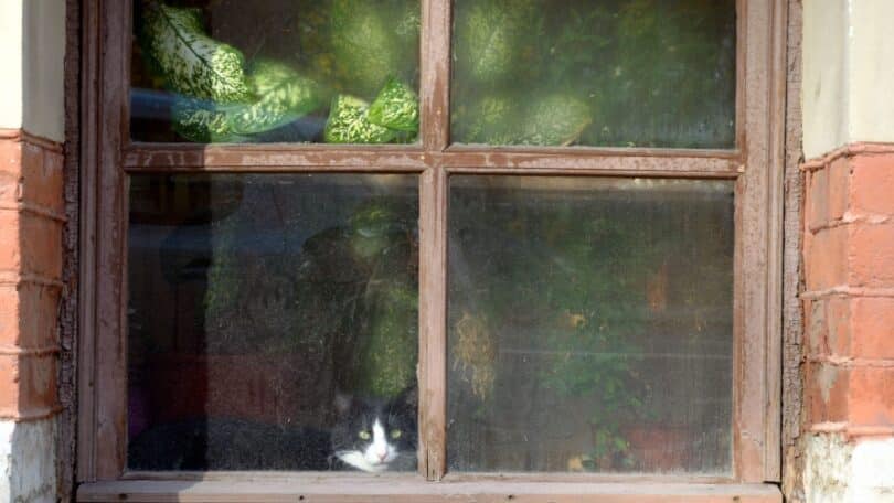 Imagem de uma casa antiga sob a chuva , com uma janela iluminada e a silhueta de um gato observando o exterior.