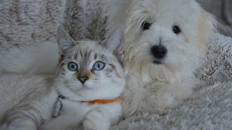 Imagem de um cão e um gato nas cores branco e cinza deitados sobre uma colcha de pelos.