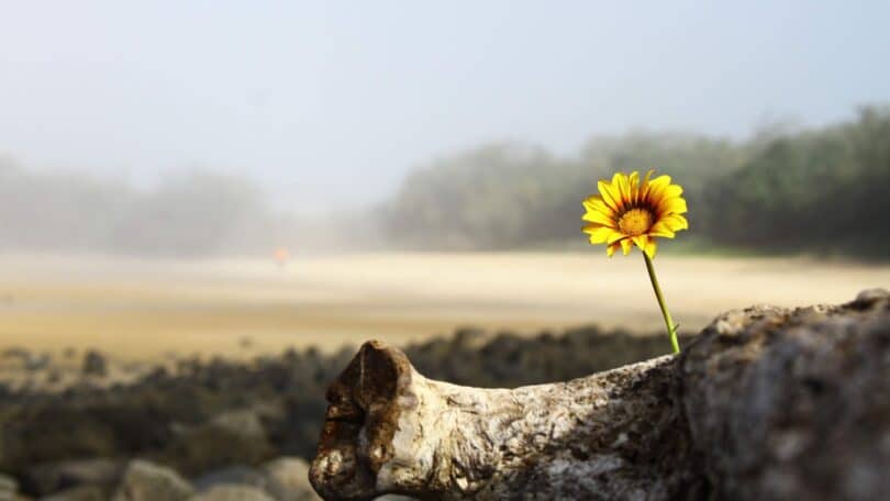 Imagem de uma flor amarela nascendo em um tronco antigo, simbolizando o sinal de esperança.