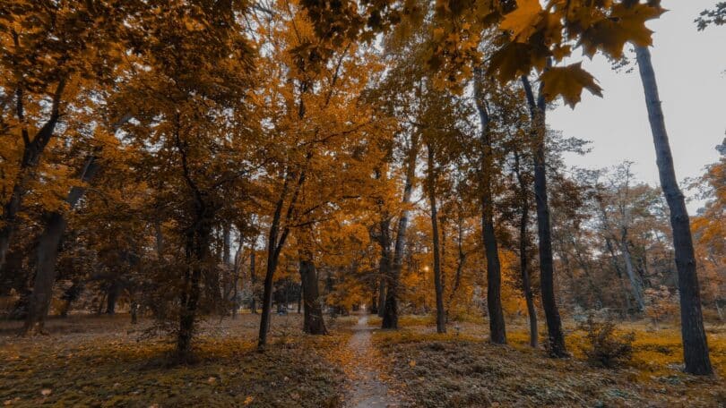 Imagem de um caminho em uma floresta dividido entre folhas e árvores secas, simbolizando transição, mudança e impermanência.