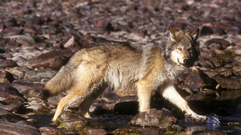 Imagem de um lobo observando a sua presa à beira de um riacho ao amanhecer, simbolizando o conceito de justiça e poder.