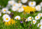 Campo de flores com margaridas brancas e uma flor amarela em destaque entre a grama.
