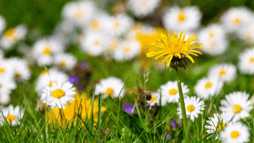 Campo de flores com margaridas brancas e uma flor amarela em destaque entre a grama.