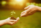 Mãos protegem uma pequena muda de planta com terra.